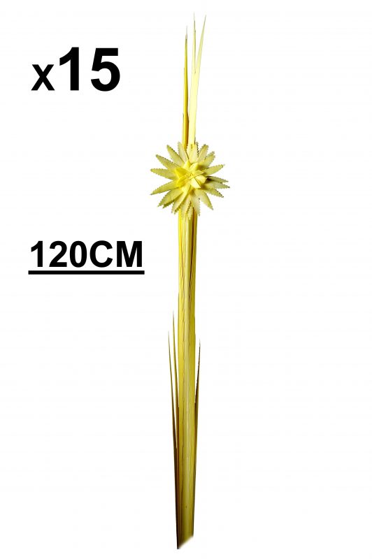 Palmas Blancas Online