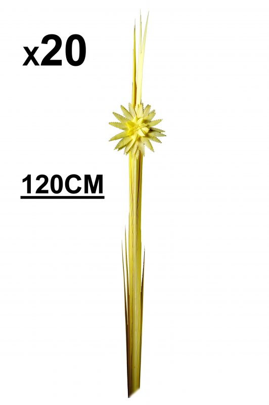 Palmas Blancas Online