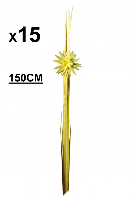 Palmas Blancas Online