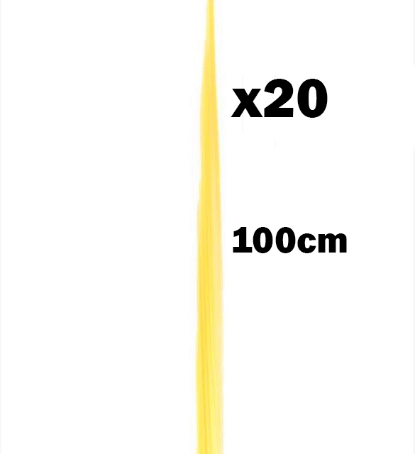 Palmas Blancas Online