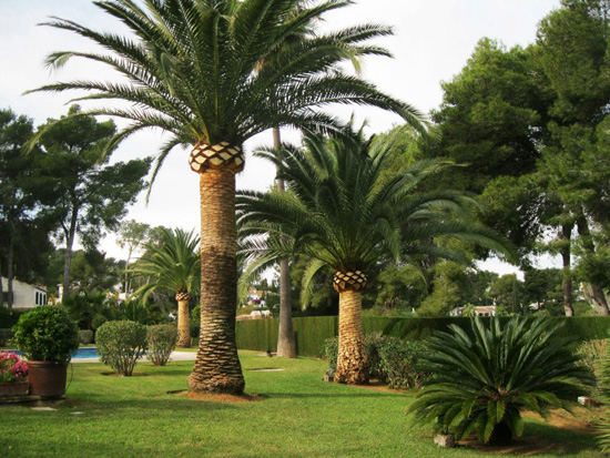 Palmas Blancas Online