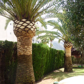 Palmas Blancas Online