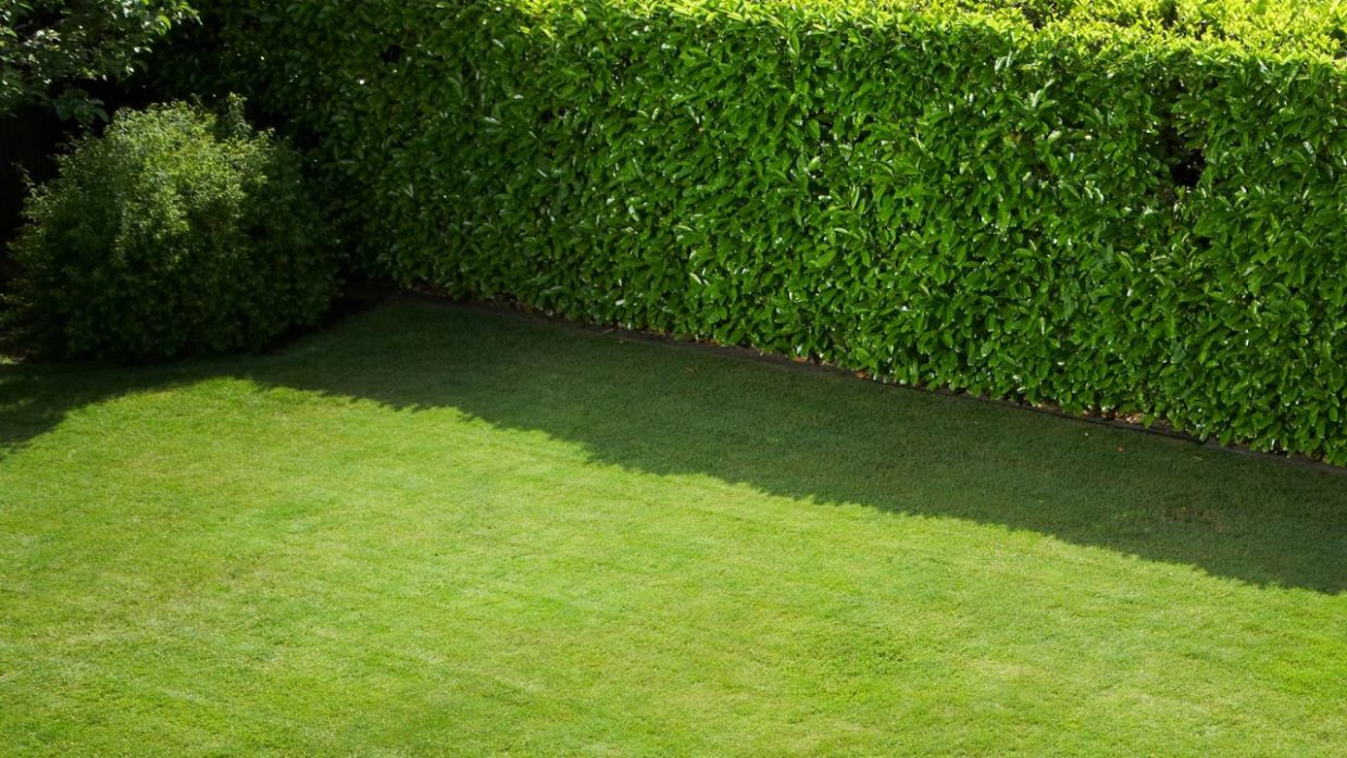 Palmas Blancas Online