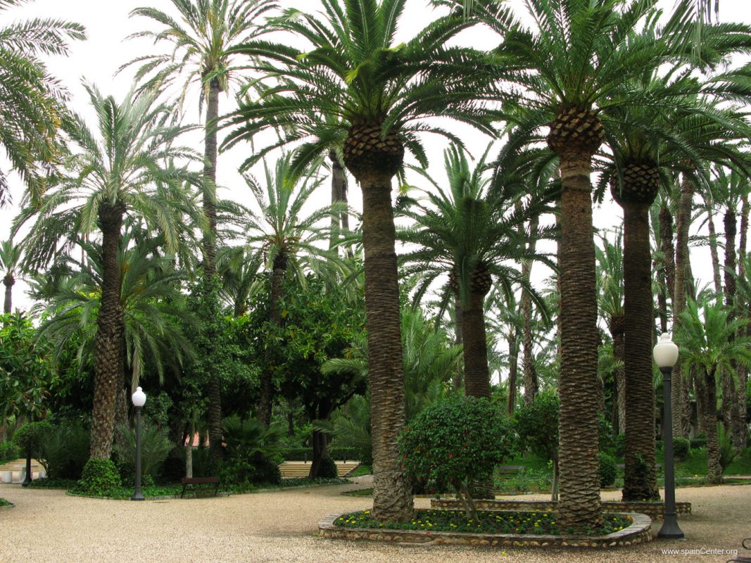 Palmas Blancas Online