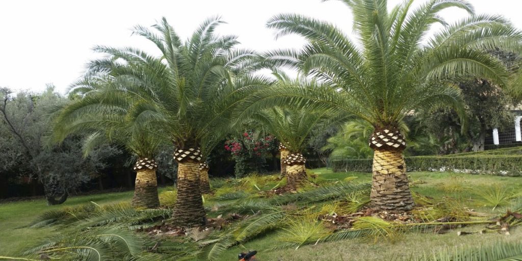 Palmas Blancas Online