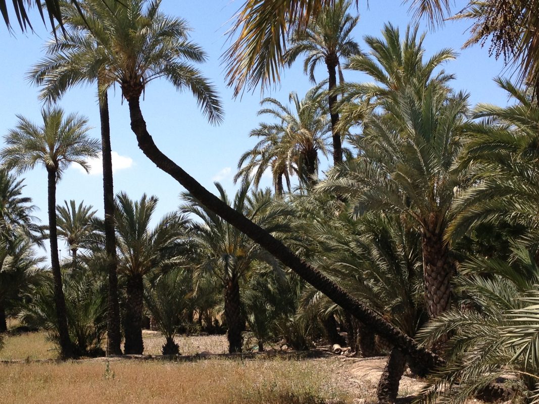 Palmas Blancas Online