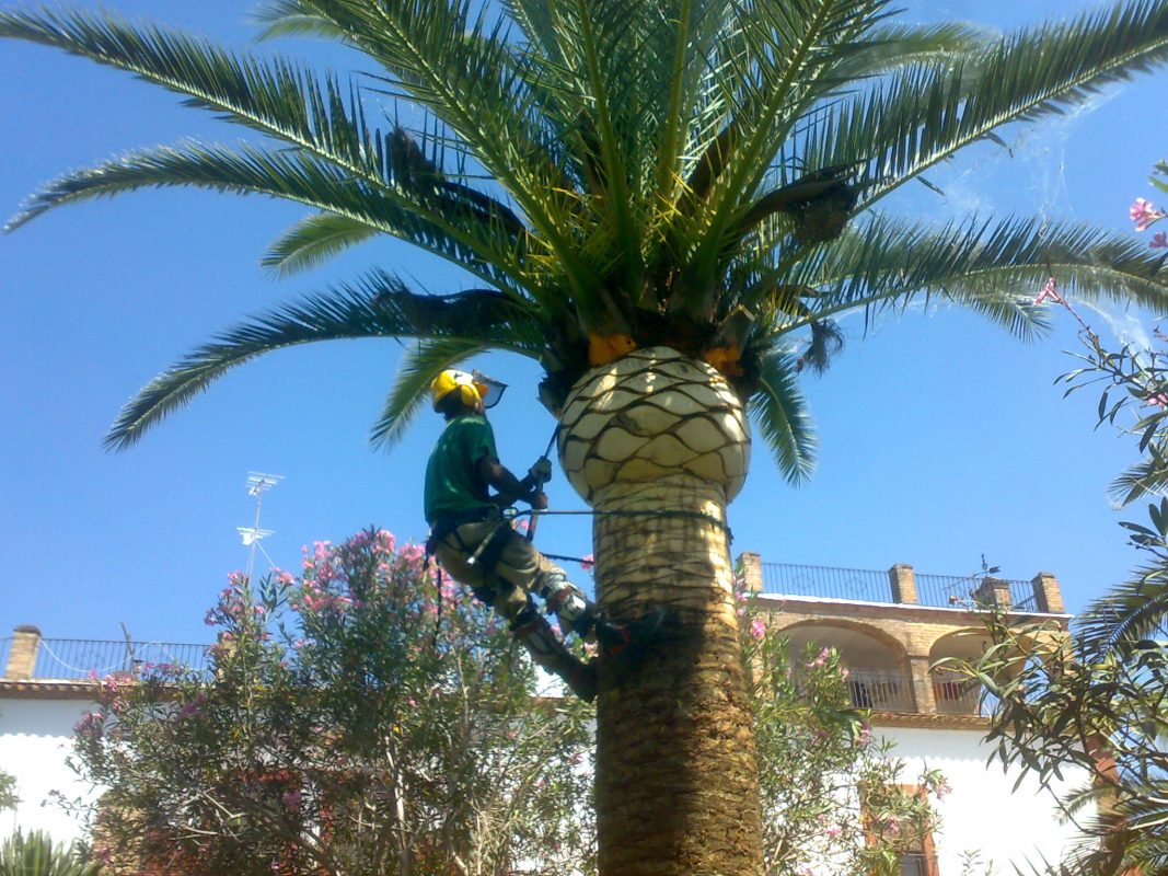 Palmas Blancas Online