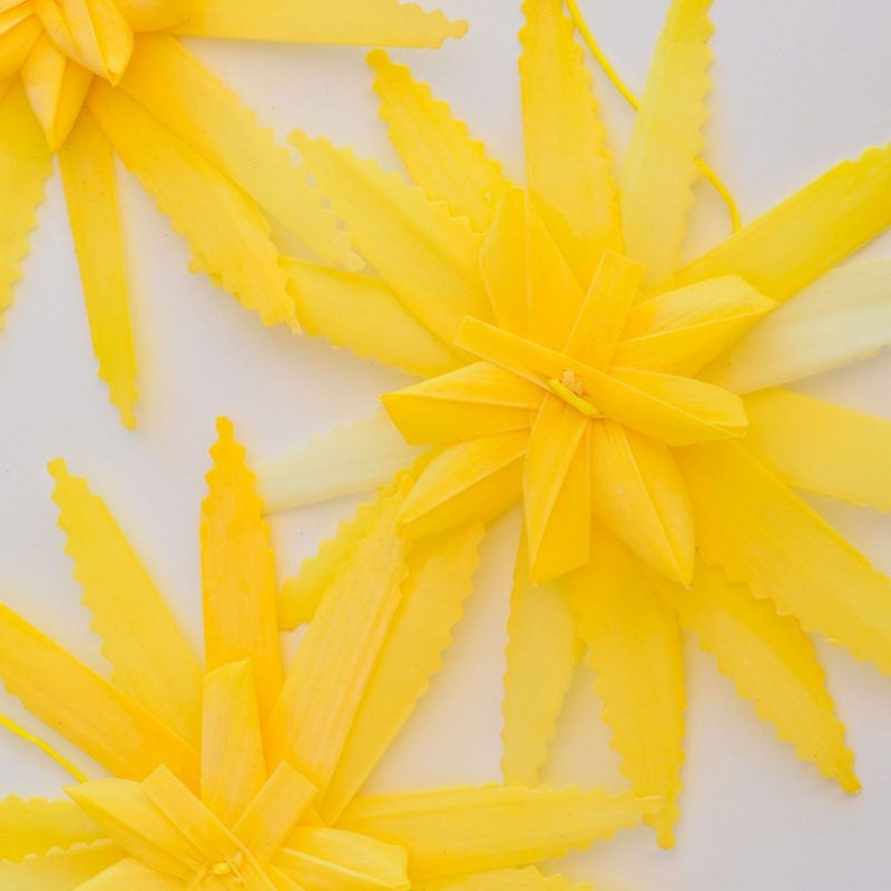 Alternative view of PACK 25 de Estrella y Rosa