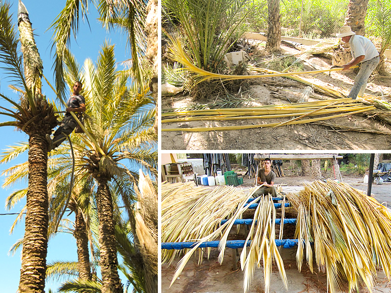 Palmas Blancas Online